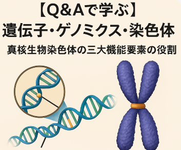 遺伝子・ゲノミクス・染色体