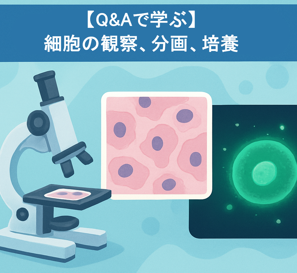 細胞の観察