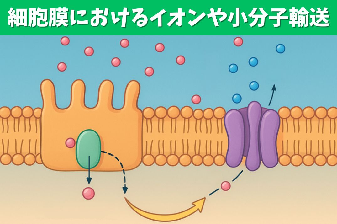 細胞膜におけるイオンや小分子の輸送
