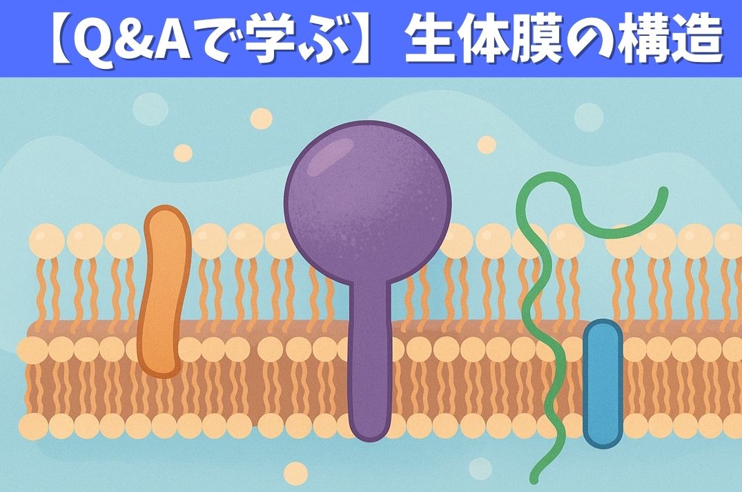 生体膜の構造