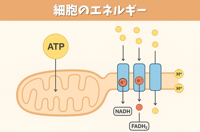 細胞のエネルギー