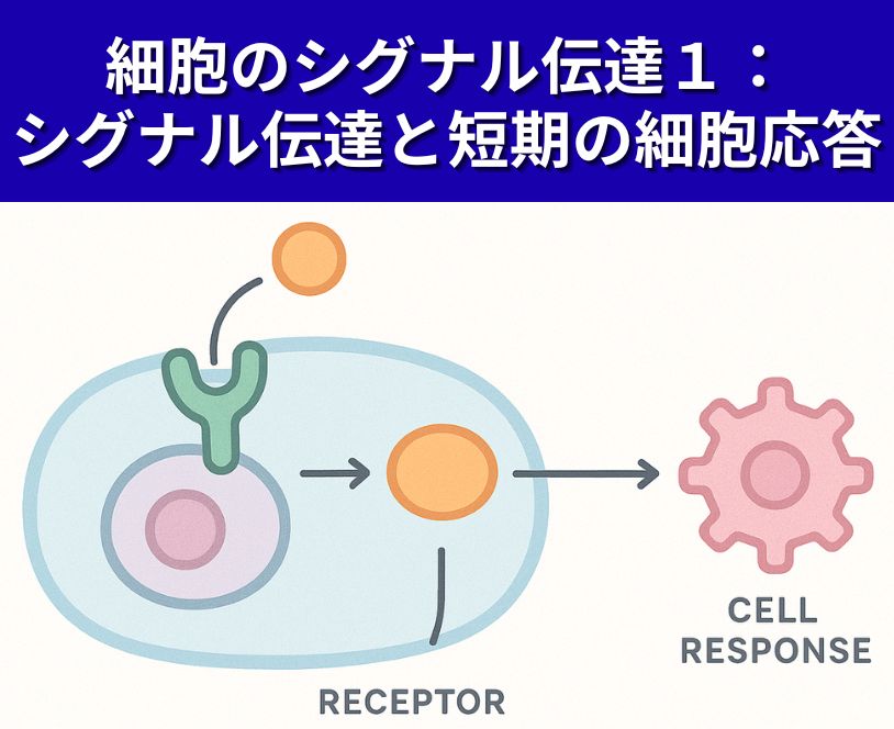 細胞のシグナル伝達１：シグナル伝達と短期の細胞応答