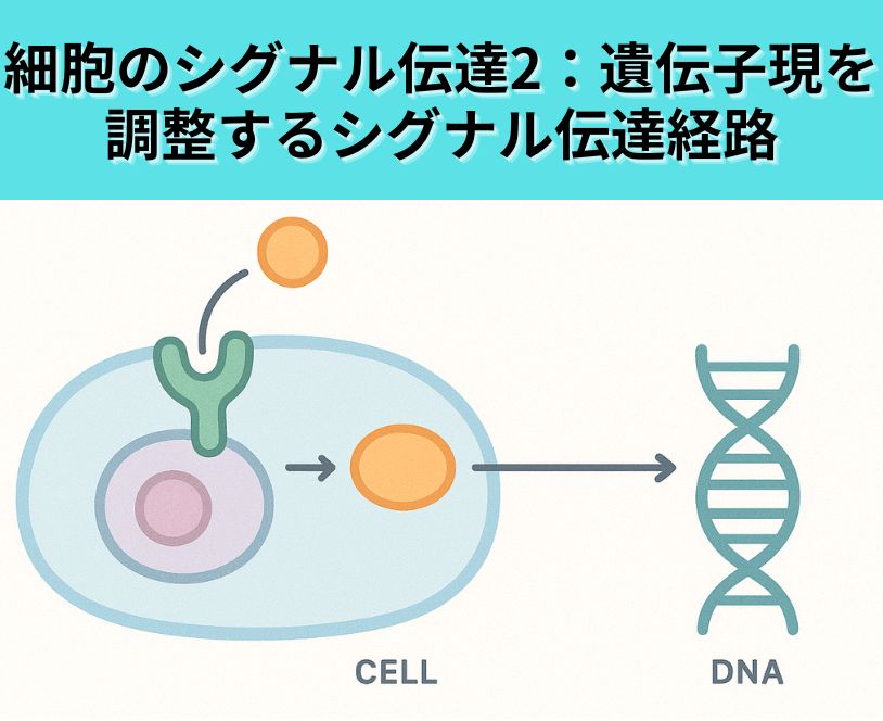 細胞のシグナル伝達2：遺伝子発現を調整するシグナル伝達経路