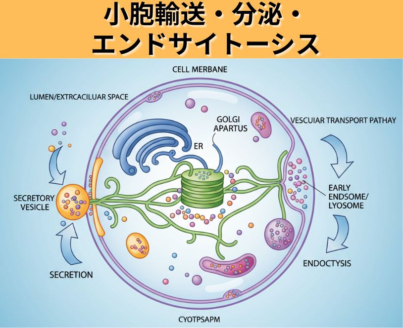 小胞輸送・分泌・エンドサイトーシス