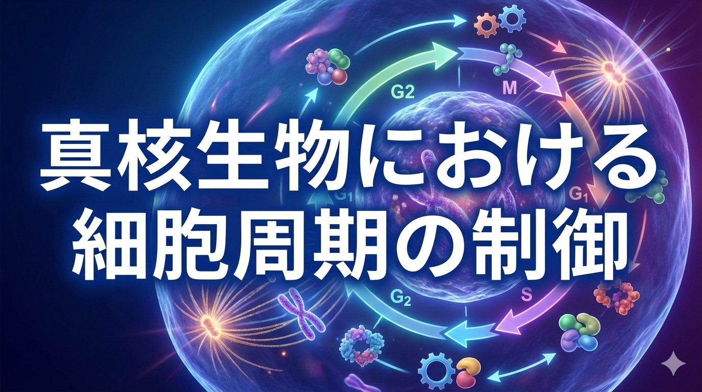 真核生物における細胞周期の制御